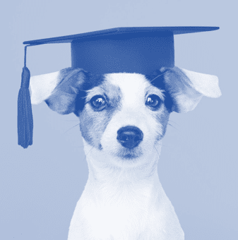 Photograph of a smart looking dog wearing a graduation cap
